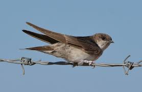 Attēlu rezultāti vaicājumam “Delichon urbicum adult”