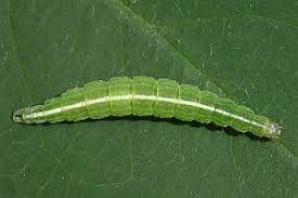 Attēlu rezultāti vaicājumam “Ypsolopha scabrella”