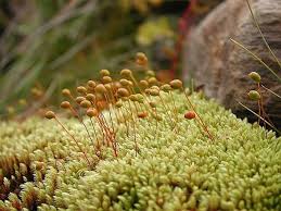 Attēlu rezultāti vaicājumam “Philonotis calcarea”