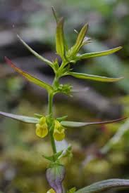 Attēlu rezultāti vaicājumam “Melampyrum cristatum leaf”