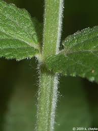 Attēlu rezultāti vaicājumam “Stachys palustris bud”