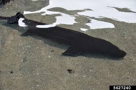 Image result for Acipenser transmontanus