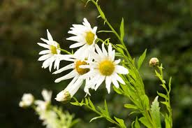 Image result for Leucanthemella serotina