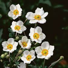 Image result for Anemonenarten