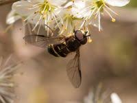 Attēlu rezultāti vaicājumam “Dasysyrphus tricinctus”