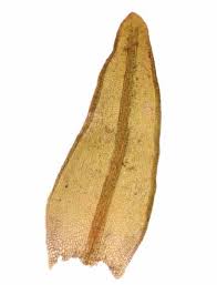 Attēlu rezultāti vaicājumam “Didymodon tophaceus”