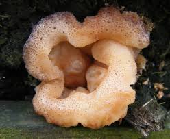 Attēlu rezultāti vaicājumam “Peziza vesiculosa”