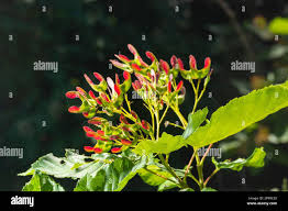 Attēlu rezultāti vaicājumam “Acer tataricum subsp. ginnala leaf”
