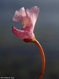 Attēlu rezultāti vaicājumam “Utricularia x neglecta bud”