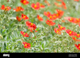 Attēlu rezultāti vaicājumam “Helianthemum x hybridum”