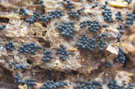 Attēlu rezultāti vaicājumam “Cribraria argillacea macro”