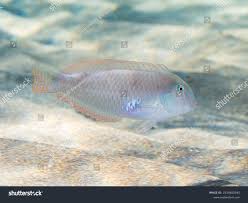 Image result for Xyrichtys novacula