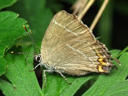 Attēlu rezultāti vaicājumam “Satyrium w-album”