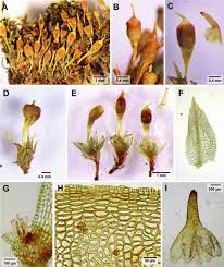Attēlu rezultāti vaicājumam “Physcomitrium pyriforme sporophyte”