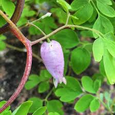 Image result for Adlumia fungosa