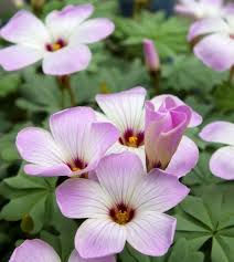 Attēlu rezultāti vaicājumam “Oxalis acetosella flower”