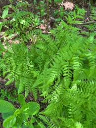 Attēlu rezultāti vaicājumam “Dryopteris carthusiana”