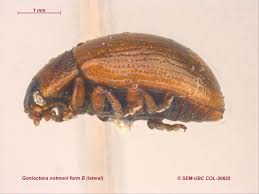 Attēlu rezultāti vaicājumam “Gonioctena”