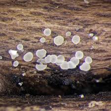 Attēlu rezultāti vaicājumam “Hyaloscypha hyalina”