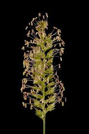 Attēlu rezultāti vaicājumam “Cynosurus cristatus fruit”