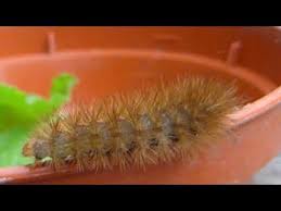 Attēlu rezultāti vaicājumam “Spilosoma lutea larva”