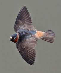 Image result for Petrochelidon pyrrhonota