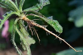 Attēlu rezultāti vaicājumam “Hypochaeris radicata bud”