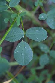 Attēlu rezultāti vaicājumam “Melilotus officinalis”