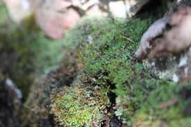 Attēlu rezultāti vaicājumam “Saelania glaucescens”