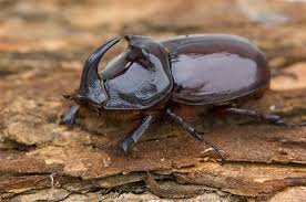 Attēlu rezultāti vaicājumam “Oryctes nasicornis male”