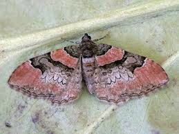 Attēlu rezultāti vaicājumam “Catarhoe rubidata”