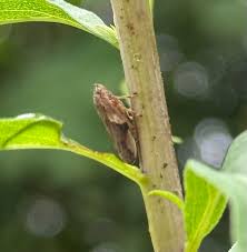 Attēlu rezultāti vaicājumam “Aphrophoridae imago”