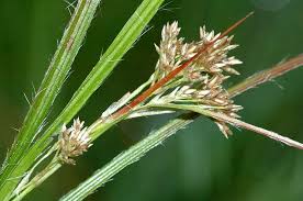 Attēlu rezultāti vaicājumam “Luzula luzuloides”