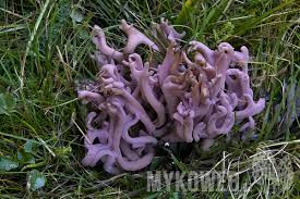 Attēlu rezultāti vaicājumam “Clavaria zollingeri”