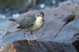 Attēlu rezultāti vaicājumam “Cinclus cinclus”