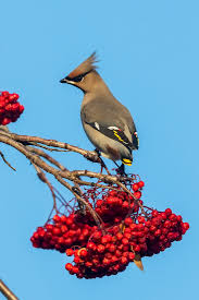 Attēlu rezultāti vaicājumam “Bombycilla garrulus”