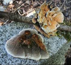 Attēlu rezultāti vaicājumam “Hydnellum aurantiacum”