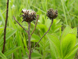 Attēlu rezultāti vaicājumam “Inula salicina leaf”