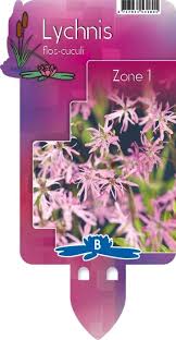 Attēlu rezultāti vaicājumam “Lychnis flos-cuculi fruit”