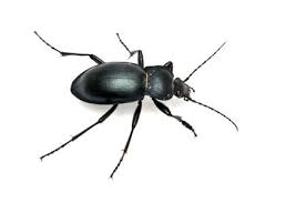 Attēlu rezultāti vaicājumam “Carabus glabratus”