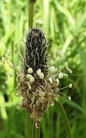 Attēlu rezultāti vaicājumam “Plantago uniflora”