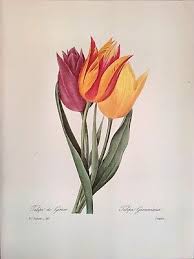 Attēlu rezultāti vaicājumam “Tulipa gesneriana flower”
