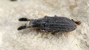 Attēlu rezultāti vaicājumam “Zopheridae”