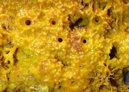 Attēlu rezultāti vaicājumam “Tubifera applanata”