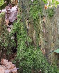 Attēlu rezultāti vaicājumam “Plagiothecium latebricola”