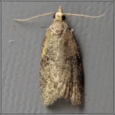 Attēlu rezultāti vaicājumam “Capua vulgana”