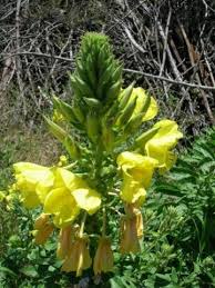 Image result for Oenothera biennis