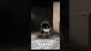 「太田ともえ」の画像検索結果