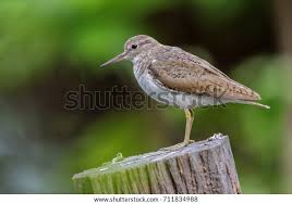 Image result for Tringa brevipes