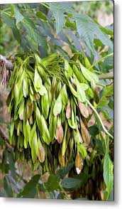 Attēlu rezultāti vaicājumam “Fraxinus excelsior”